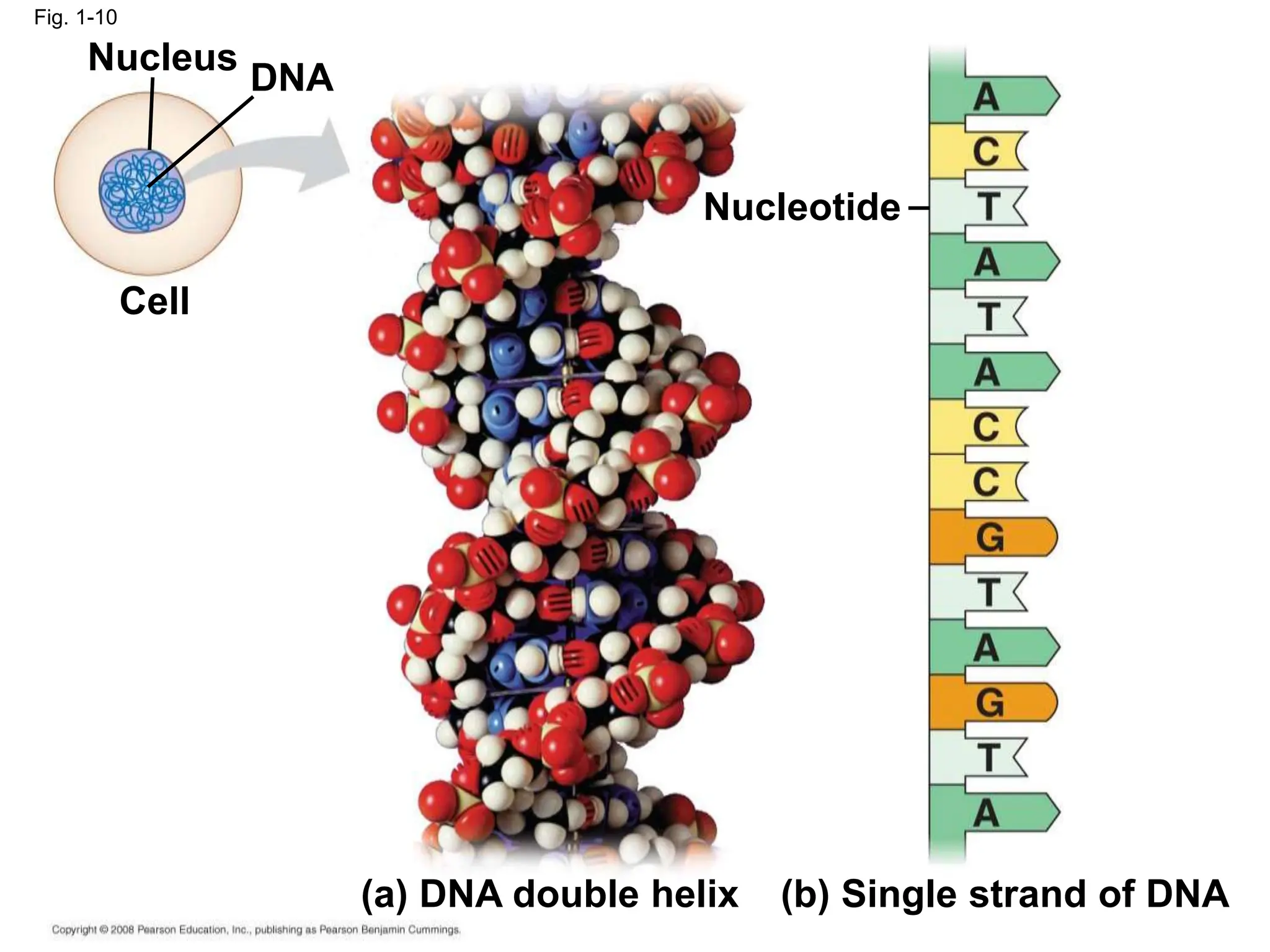 Fig. 1-10
Nucleus
DNA
Cell
Nucleotide
(a) DNA double helix (b) Single strand of DNA
 