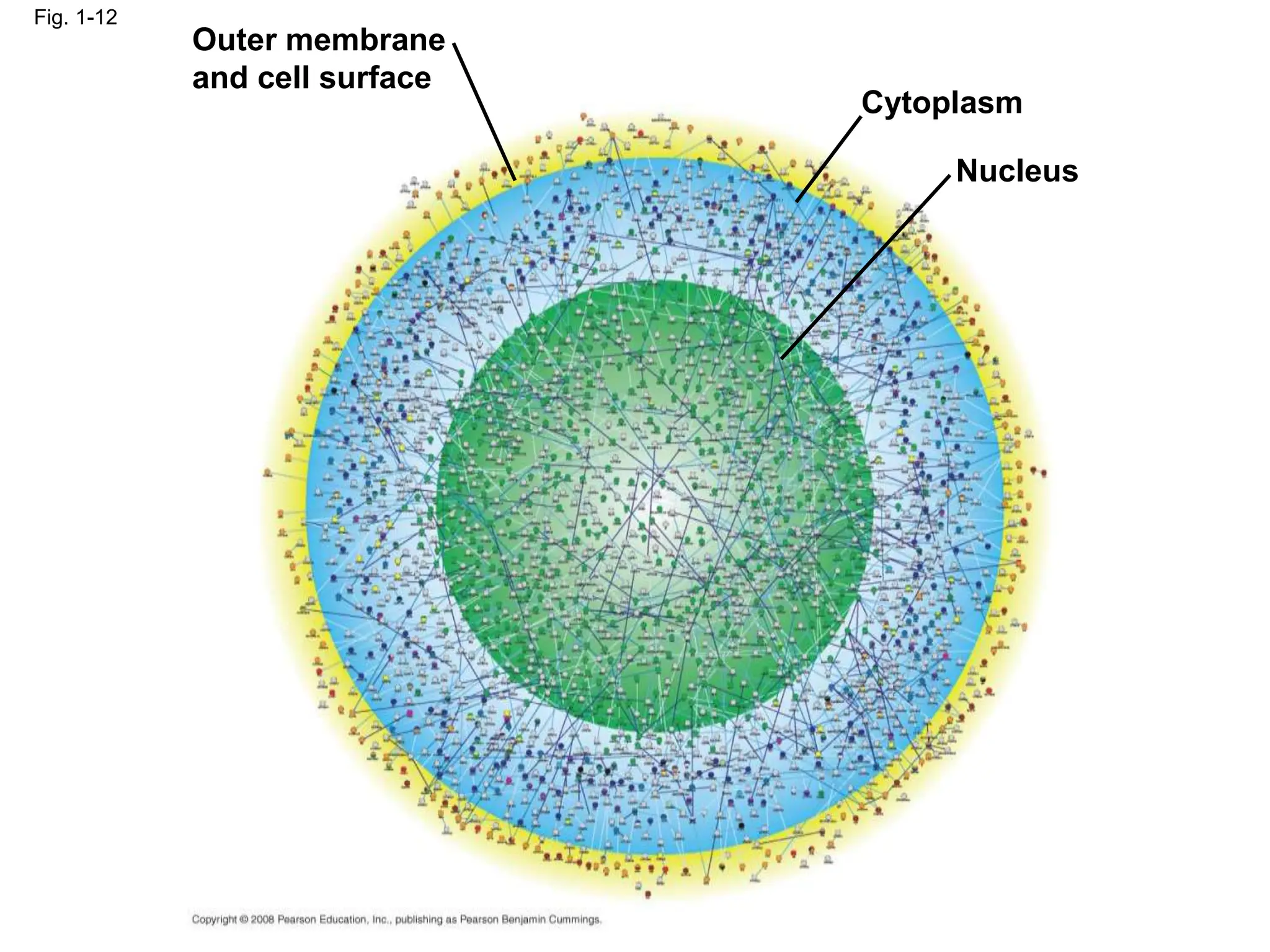 Fig. 1-12
Outer membrane
and cell surface
Cytoplasm
Nucleus
 