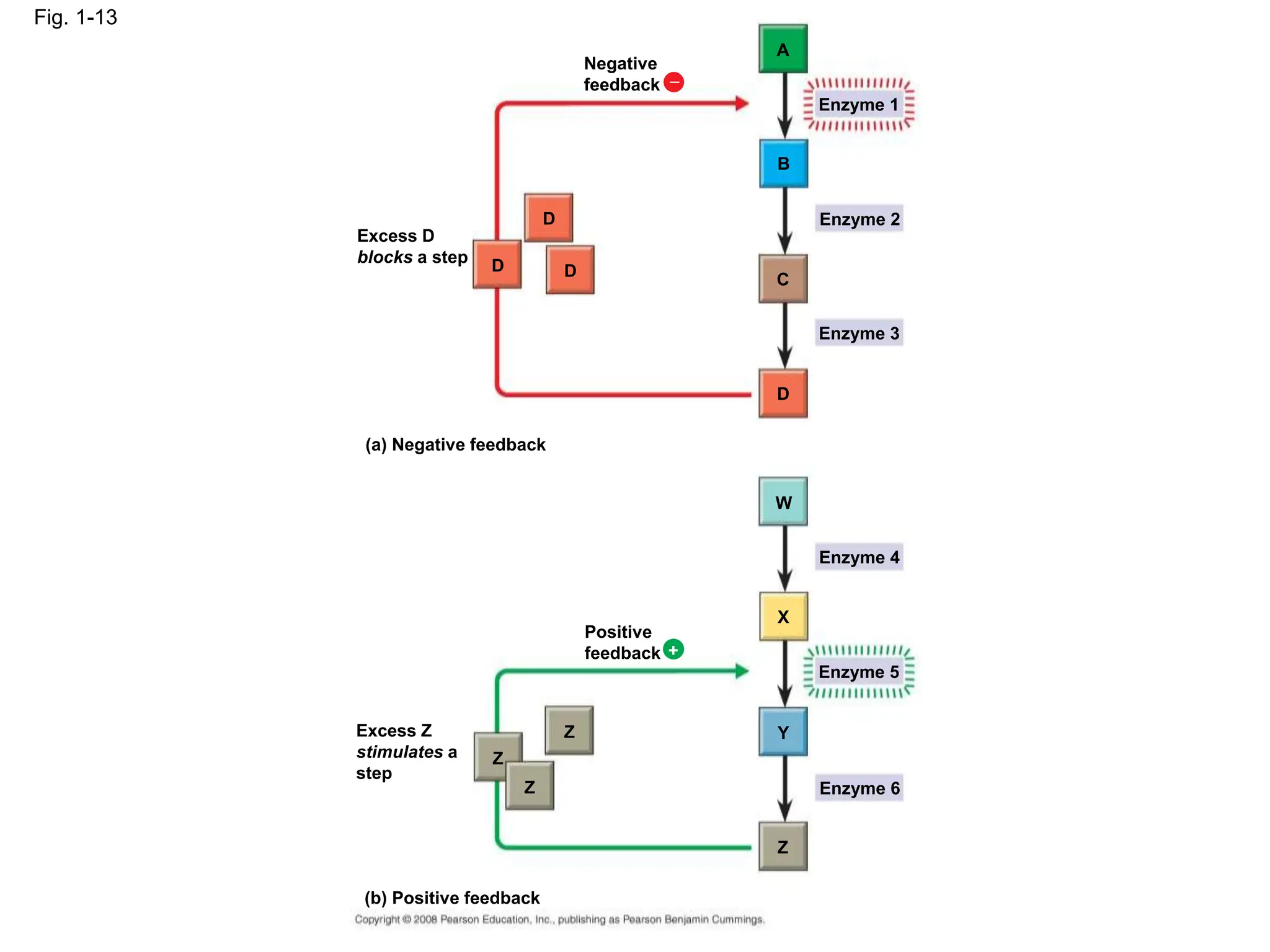 Fig. 1-13
Negative
feedback 
Excess D
blocks a step
D
D D
A
B
C
Enzyme 1
Enzyme 2
Enzyme 3
D
(a) Negative feedback
W
Enzyme 4
X
Positive
feedback
Enzyme 5
Y
+
Enzyme 6
Excess Z
stimulates a
step
Z
Z
Z
Z
(b) Positive feedback
 