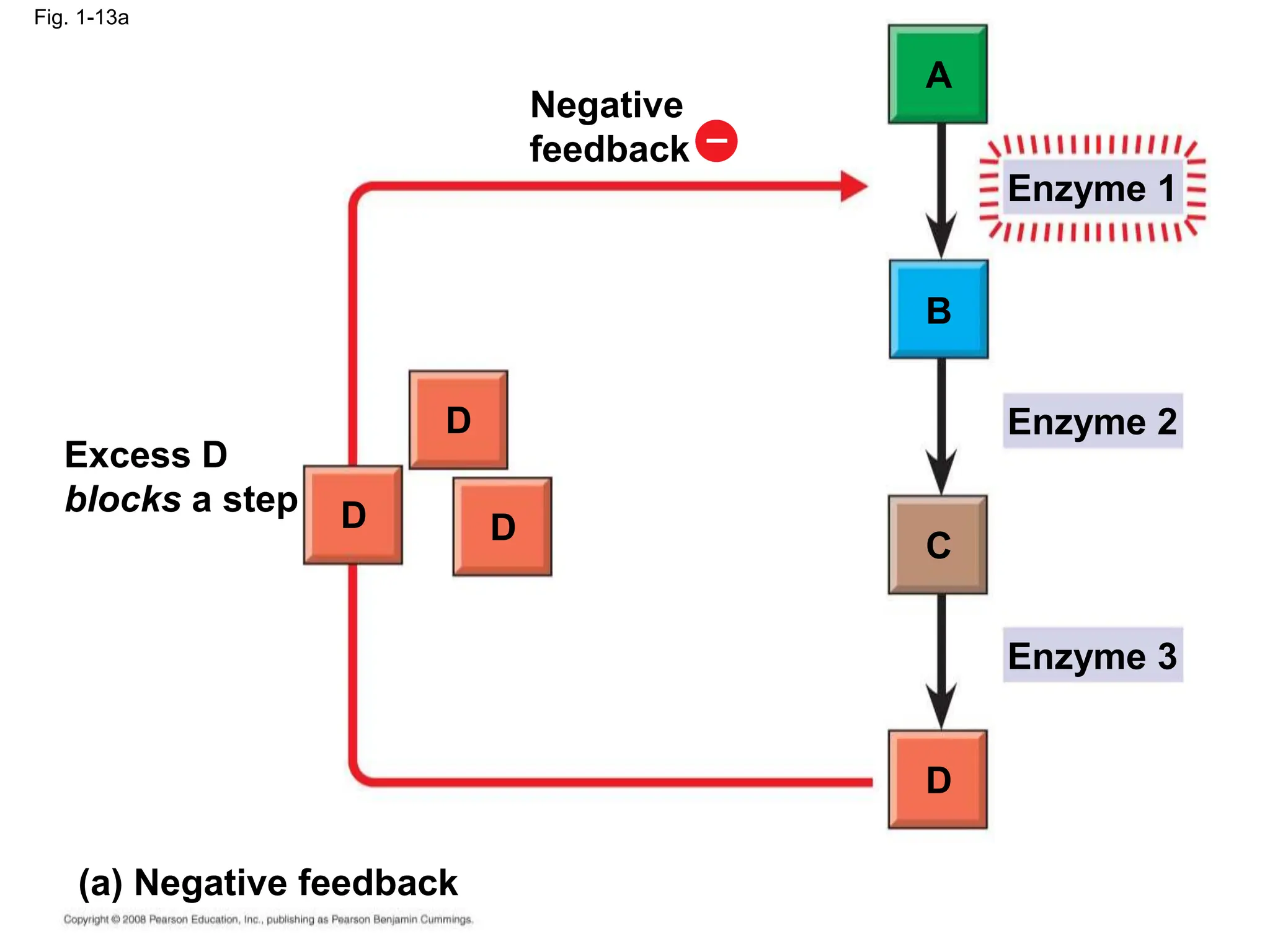 Fig. 1-13a
Excess D
blocks a step
(a) Negative feedback
Negative
feedback
D
D D
D
C
B
A
Enzyme 1
Enzyme 2
Enzyme 3
–
 
