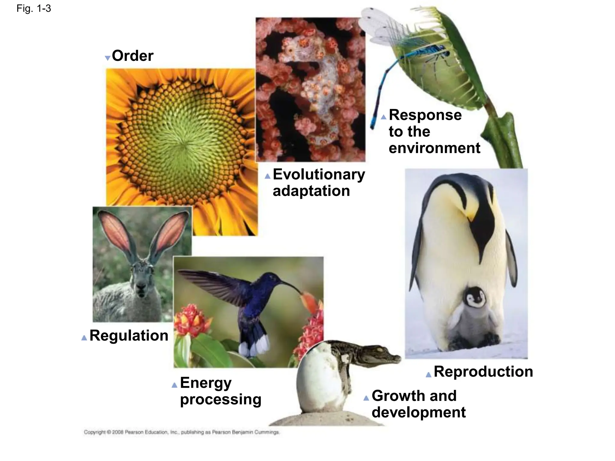 Order
Evolutionary
adaptation
Response
to the
environment
Reproduction
Growth and
development
Energy
processing
Regulation
Fig. 1-3
 