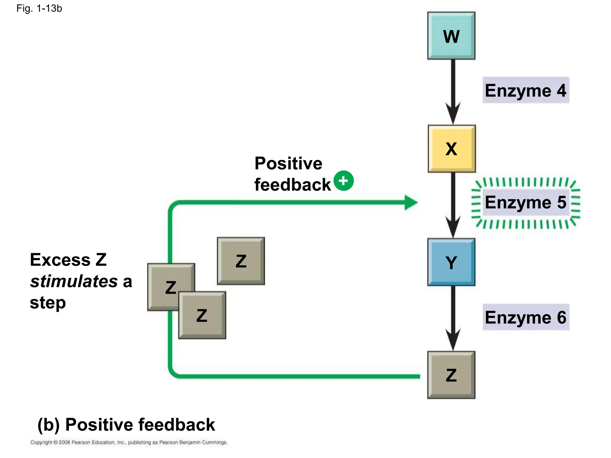 Fig. 1-13b
Excess Z
stimulates a
step
(b) Positive feedback
Z
Positive
feedback
Enzyme 4
Enzyme 5
Enzyme 6
Z
Z
Z
Y
X
W
+
 