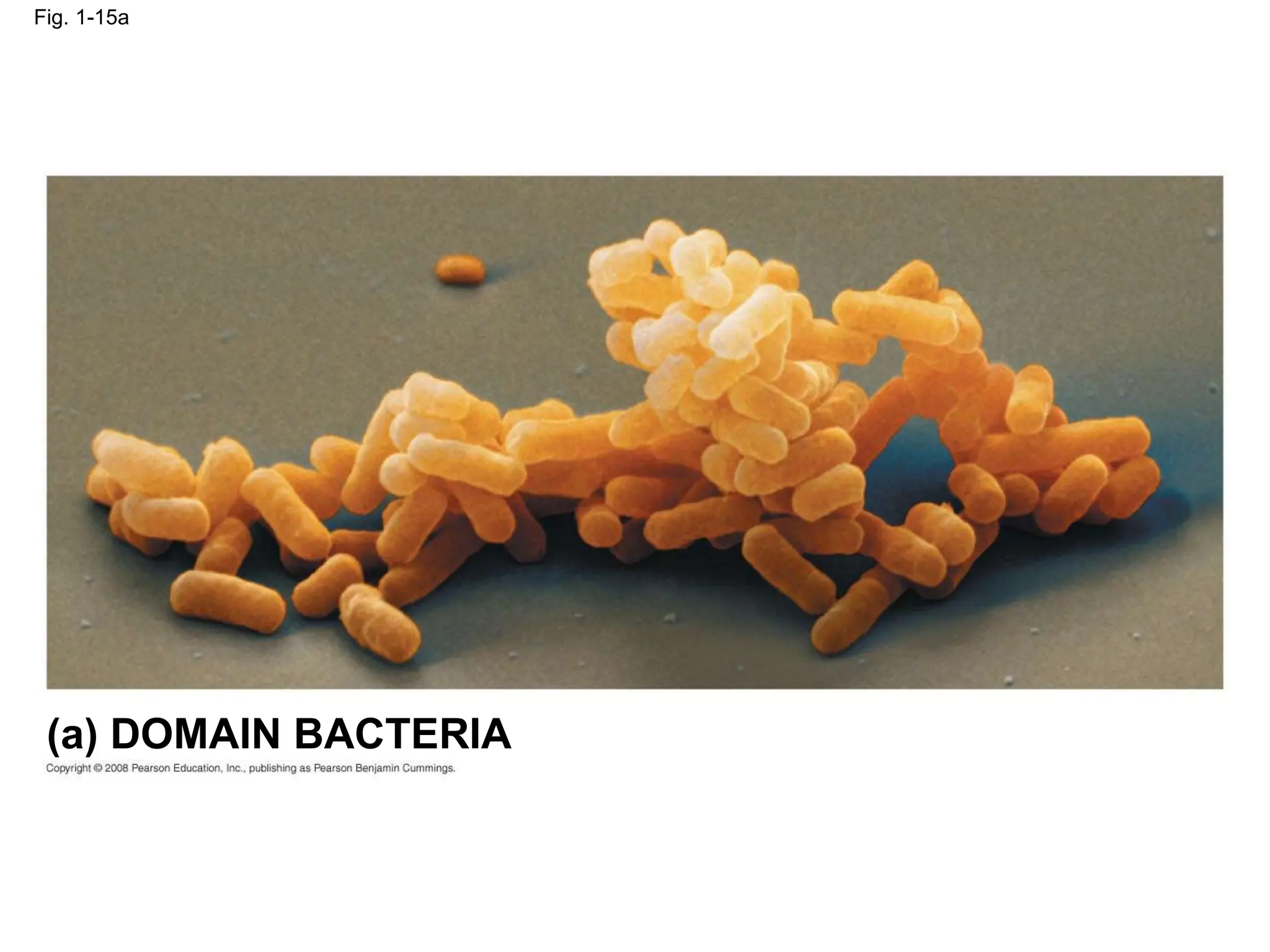 Fig. 1-15a
(a) DOMAIN BACTERIA
 