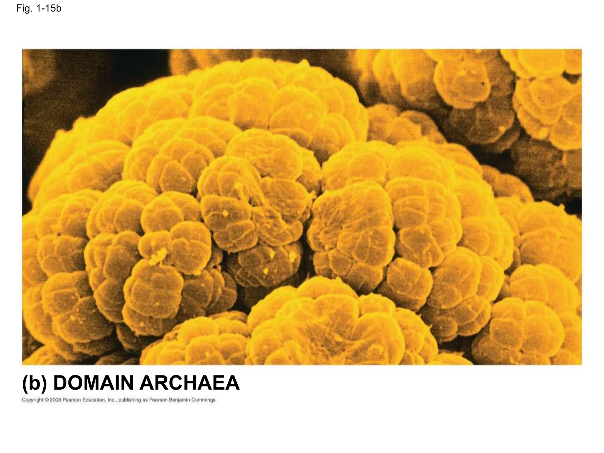 Fig. 1-15b
(b) DOMAIN ARCHAEA
 