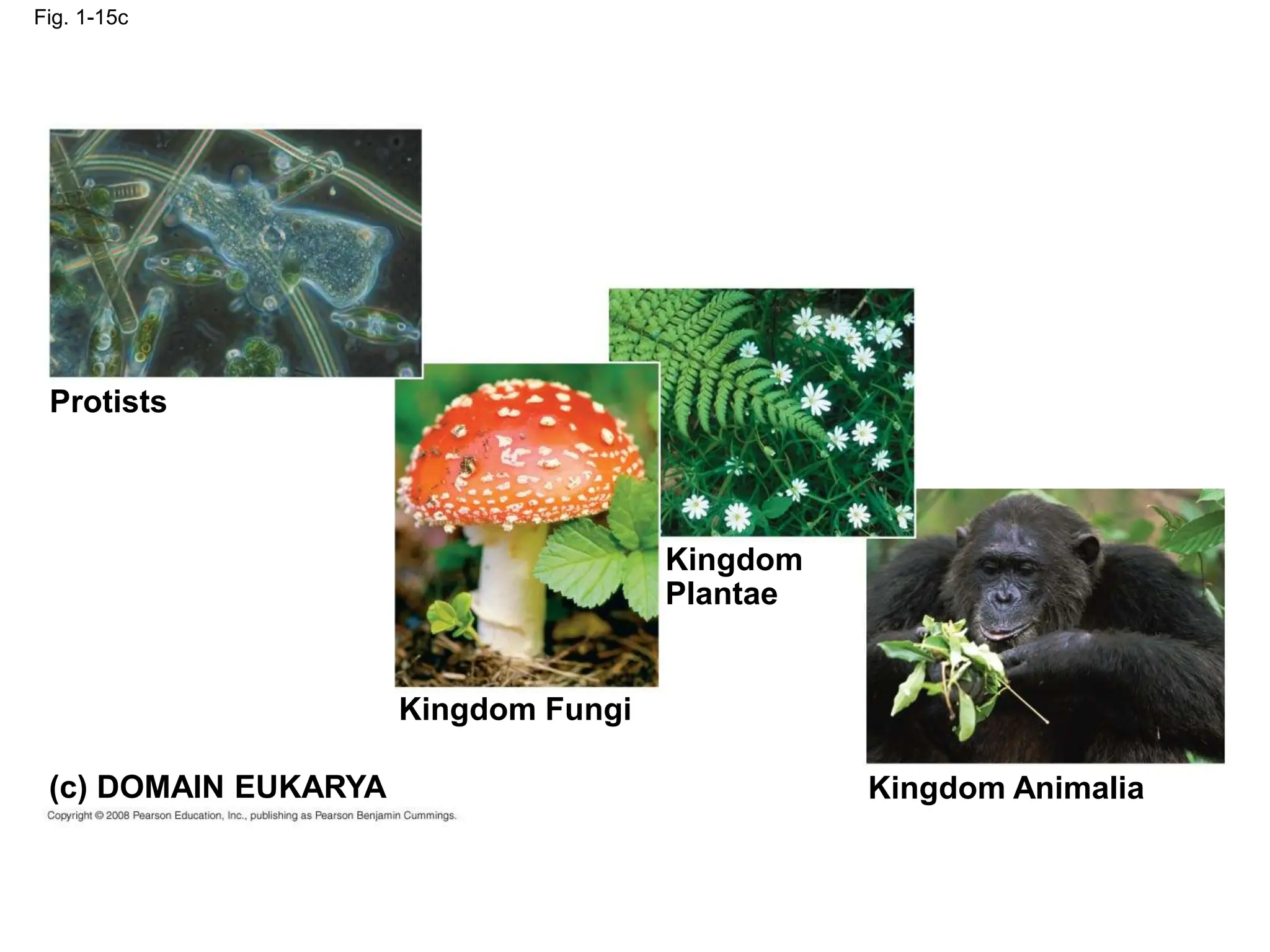 Fig. 1-15c
(c) DOMAIN EUKARYA
Protists
Kingdom Fungi
Kingdom
Plantae
Kingdom Animalia
 