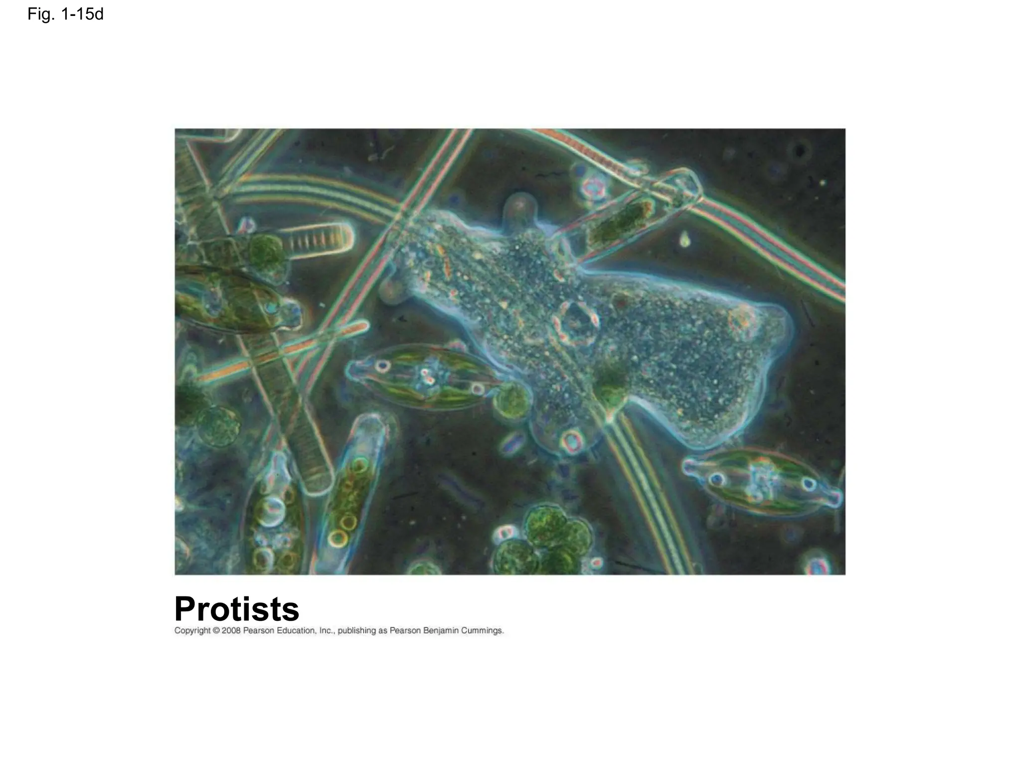 Fig. 1-15d
Protists
 