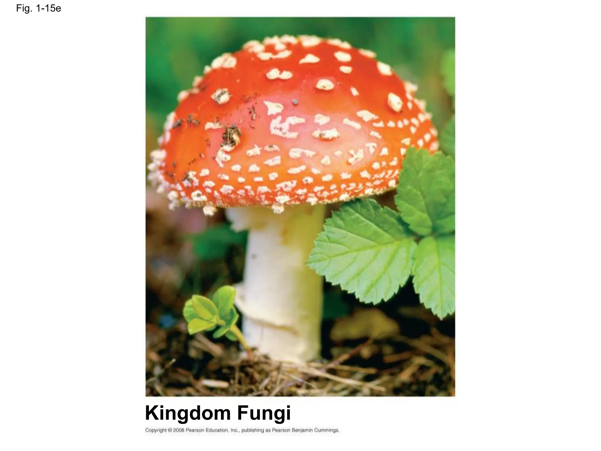Fig. 1-15e
Kingdom Fungi
 