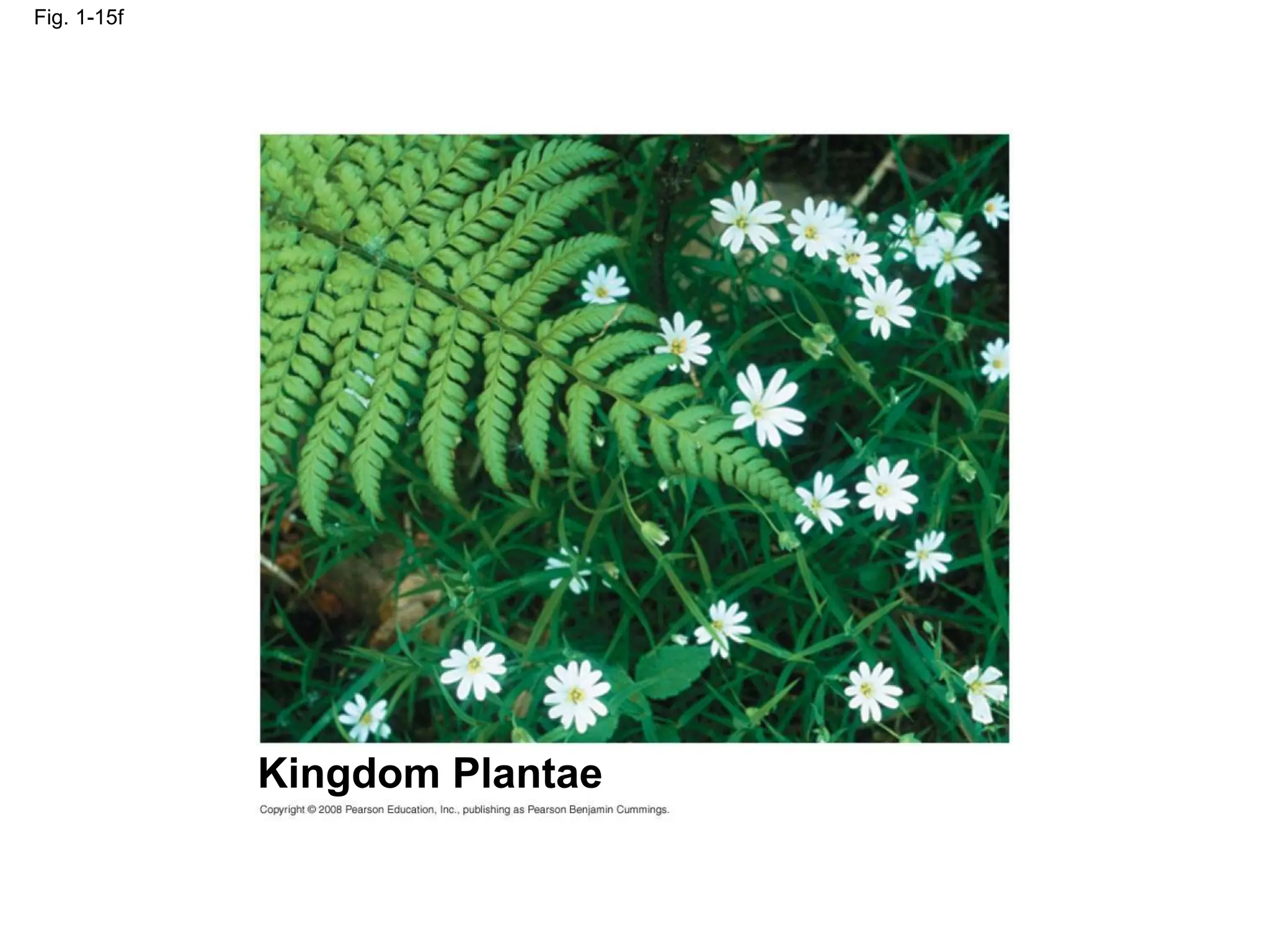 Fig. 1-15f
Kingdom Plantae
 