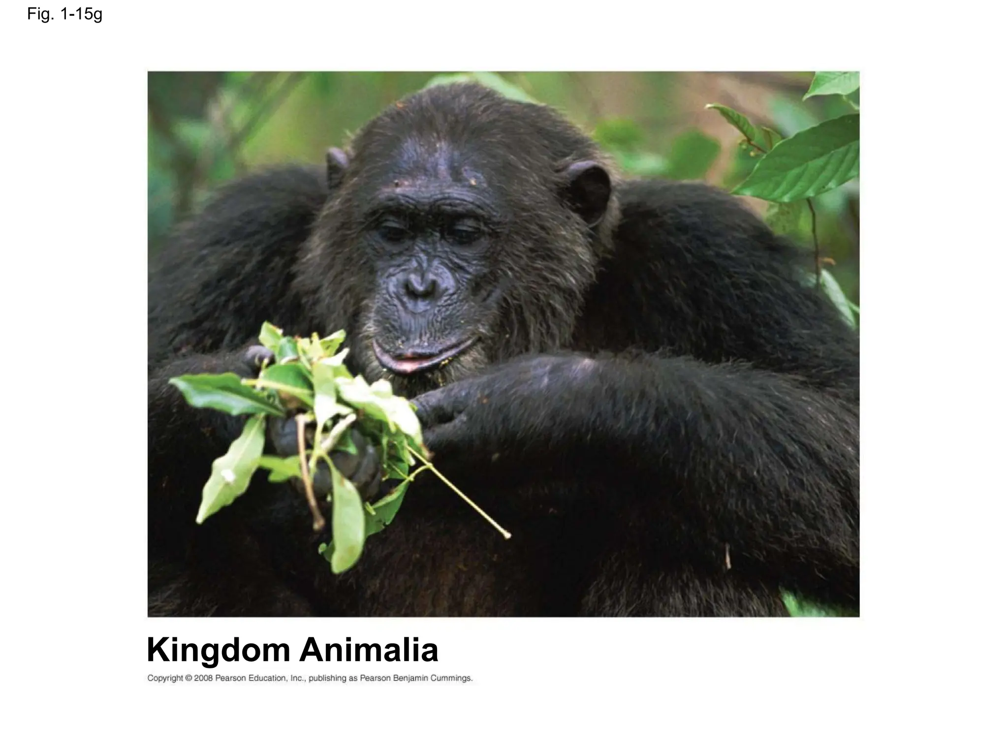 Fig. 1-15g
Kingdom Animalia
 