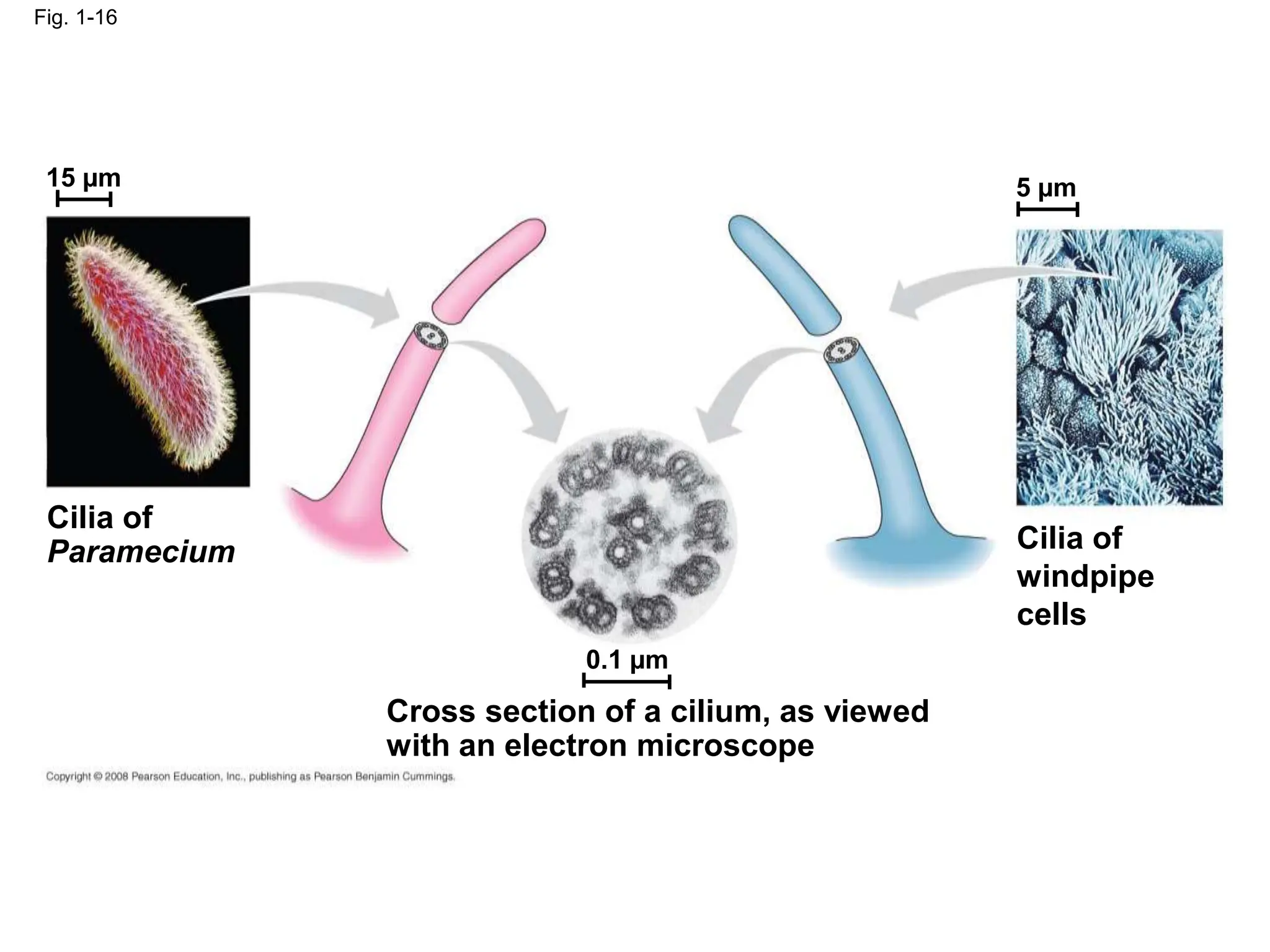 Fig. 1-16
Cilia of
Paramecium
Cross section of a cilium, as viewed
with an electron microscope
Cilia of
windpipe
cells
15 µm 5 µm
0.1 µm
 