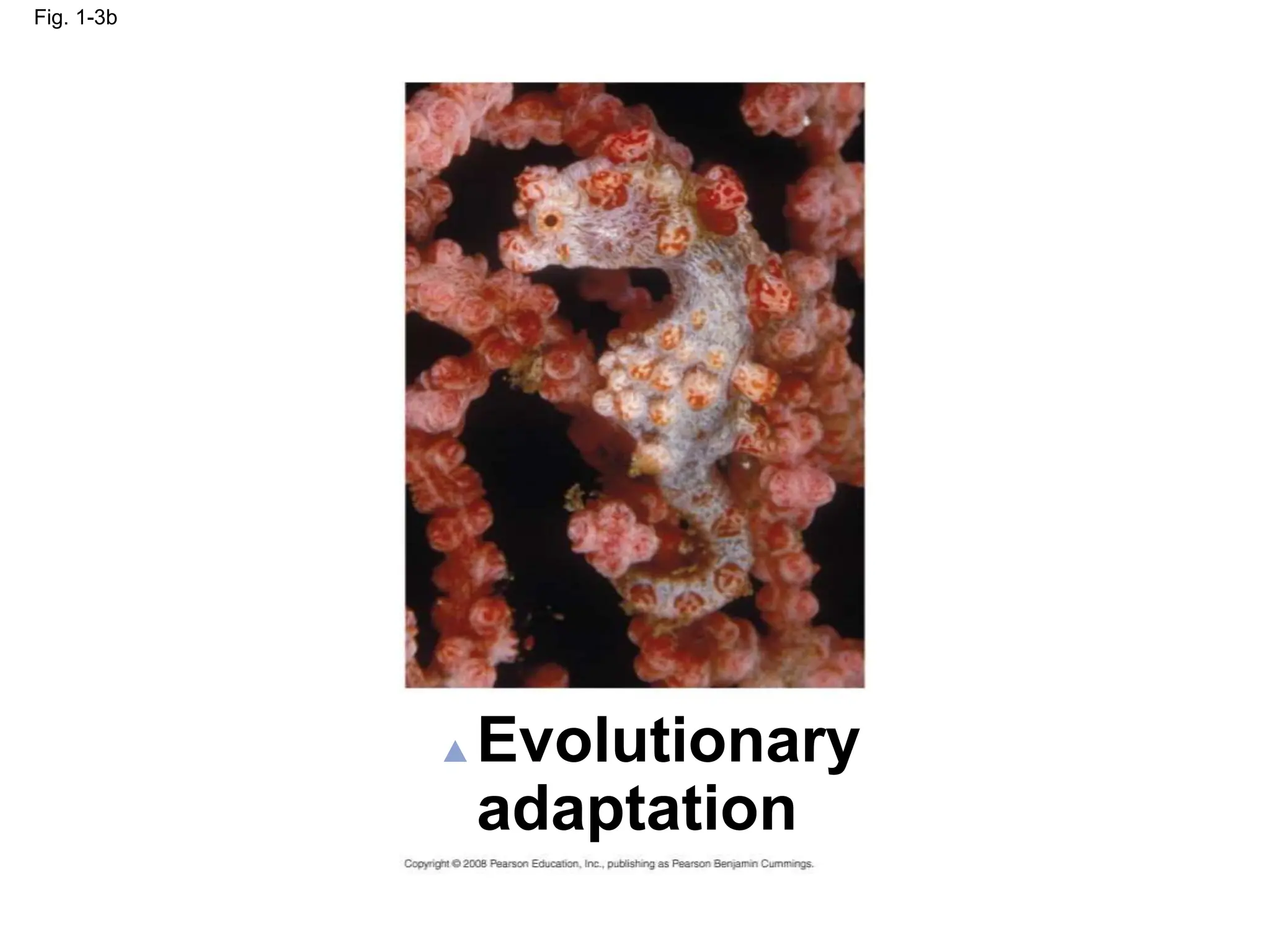 Fig. 1-3b
Evolutionary
adaptation
 