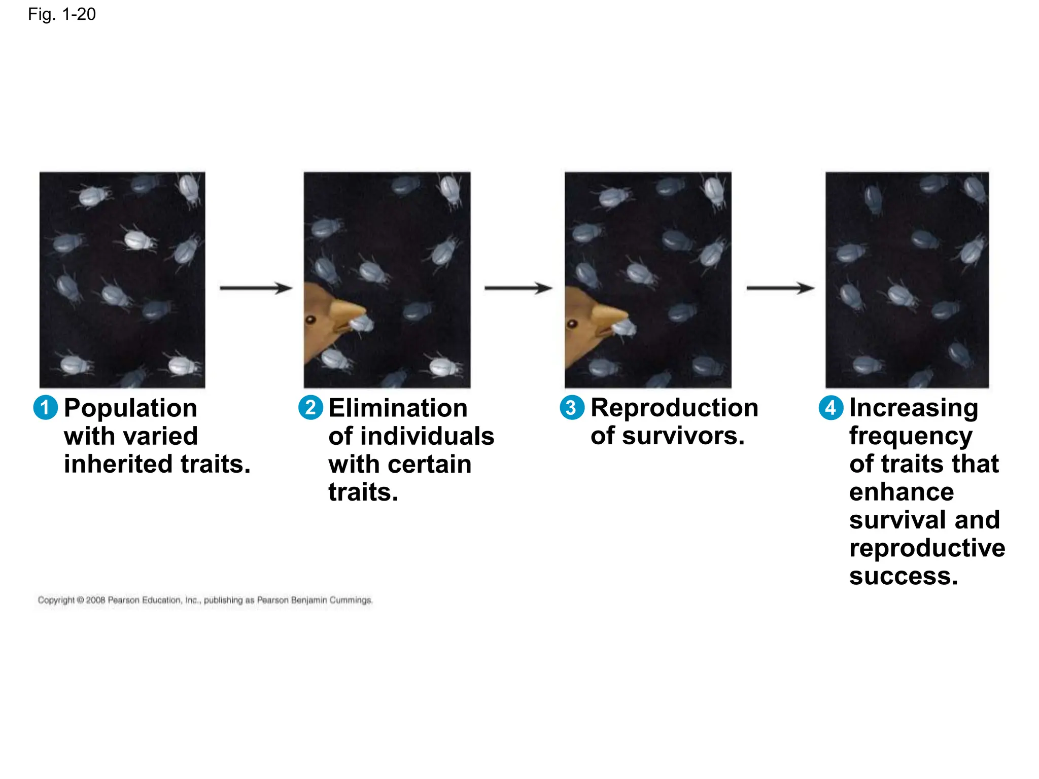 Fig. 1-20
Population
with varied
inherited traits.
Elimination
of individuals
with certain
traits.
Reproduction
of survivors.
Increasing
frequency
of traits that
enhance
survival and
reproductive
success.
4
3
2
1
 