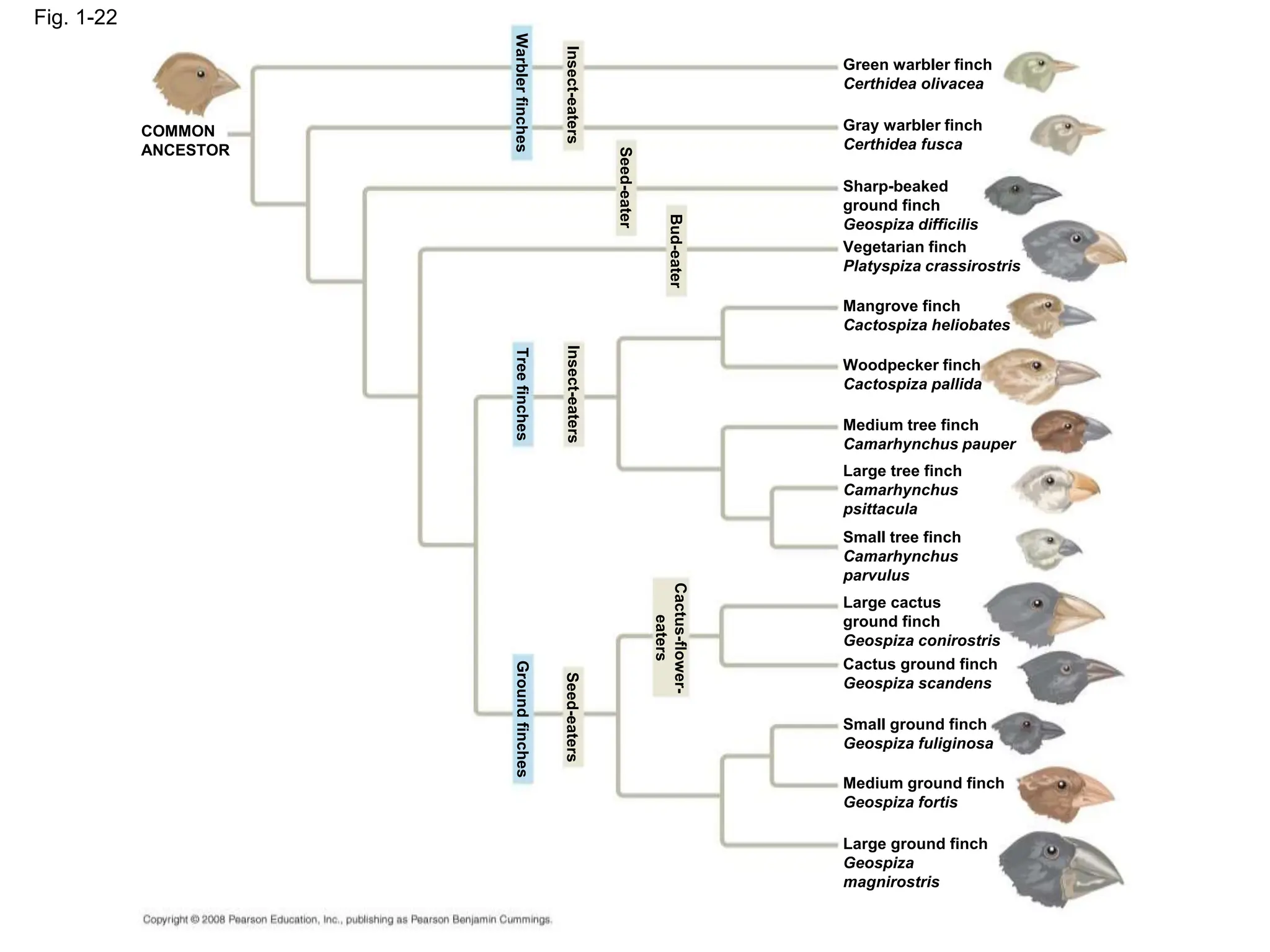 Fig. 1-22
COMMON
ANCESTOR
Warbler
finches
Insect-eaters
Seed-eater
Bud-eater
Insect-eaters
Tree
finches
Green warbler finch
Certhidea olivacea
Gray warbler finch
Certhidea fusca
Sharp-beaked
ground finch
Geospiza difficilis
Vegetarian finch
Platyspiza crassirostris
Mangrove finch
Cactospiza heliobates
Woodpecker finch
Cactospiza pallida
Medium tree finch
Camarhynchus pauper
Large tree finch
Camarhynchus
psittacula
Small tree finch
Camarhynchus
parvulus
Large cactus
ground finch
Geospiza conirostris
Cactus ground finch
Geospiza scandens
Small ground finch
Geospiza fuliginosa
Medium ground finch
Geospiza fortis
Large ground finch
Geospiza
magnirostris
Ground
finches
Seed-eaters
Cactus-flower-
eaters
 