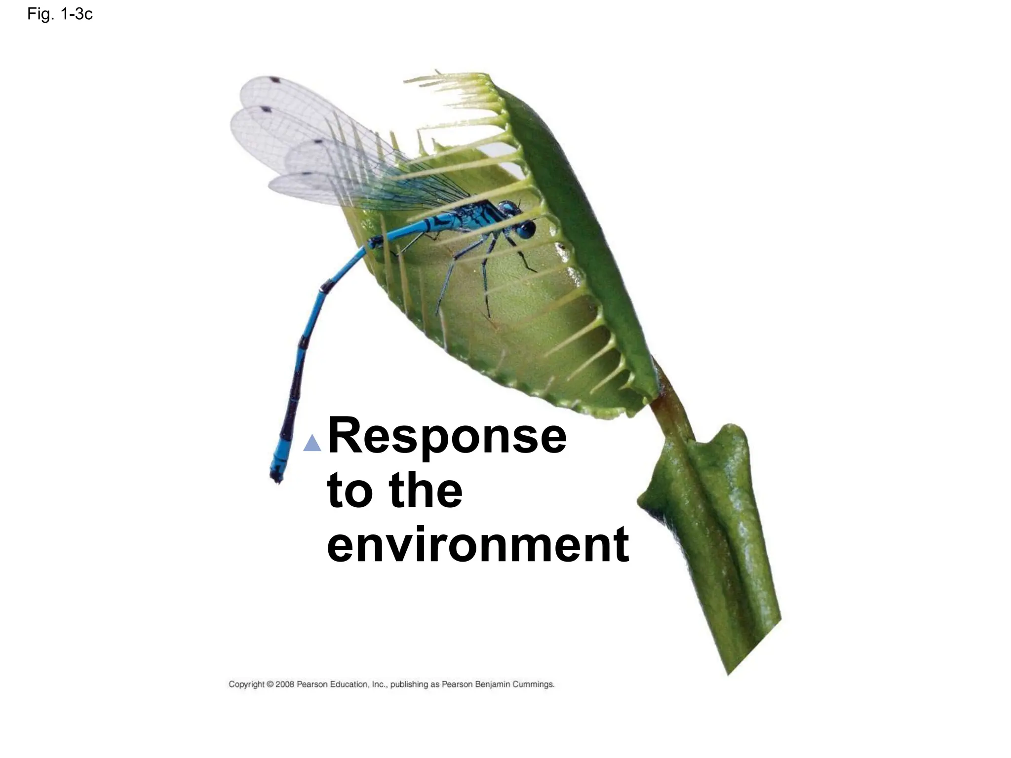 Fig. 1-3c
Response
to the
environment
 