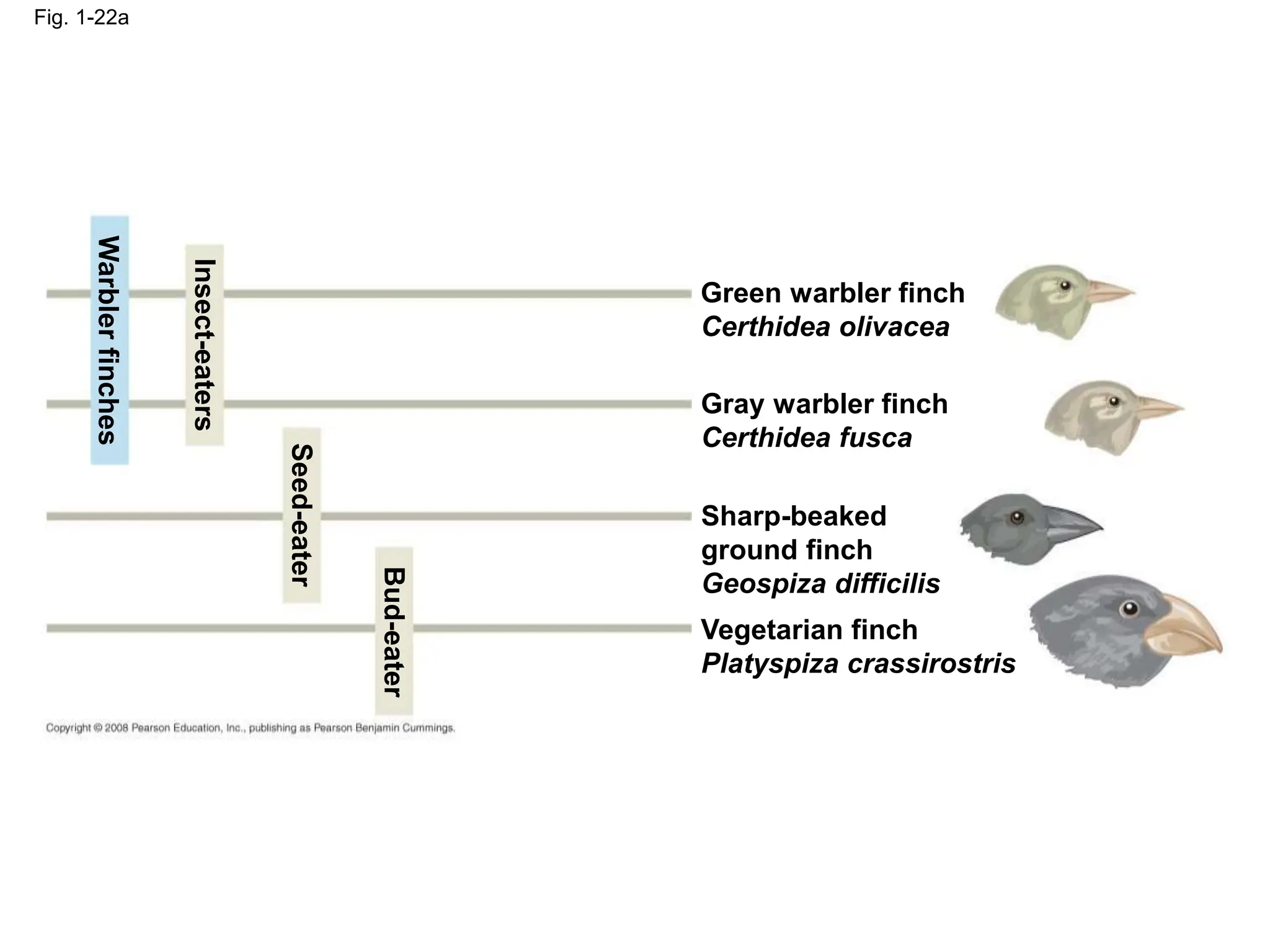 Fig. 1-22a
Warbler
finches
Insect-eaters
Seed-eater
Bud-eater
Green warbler finch
Certhidea olivacea
Gray warbler finch
Certhidea fusca
Sharp-beaked
ground finch
Geospiza difficilis
Vegetarian finch
Platyspiza crassirostris
 