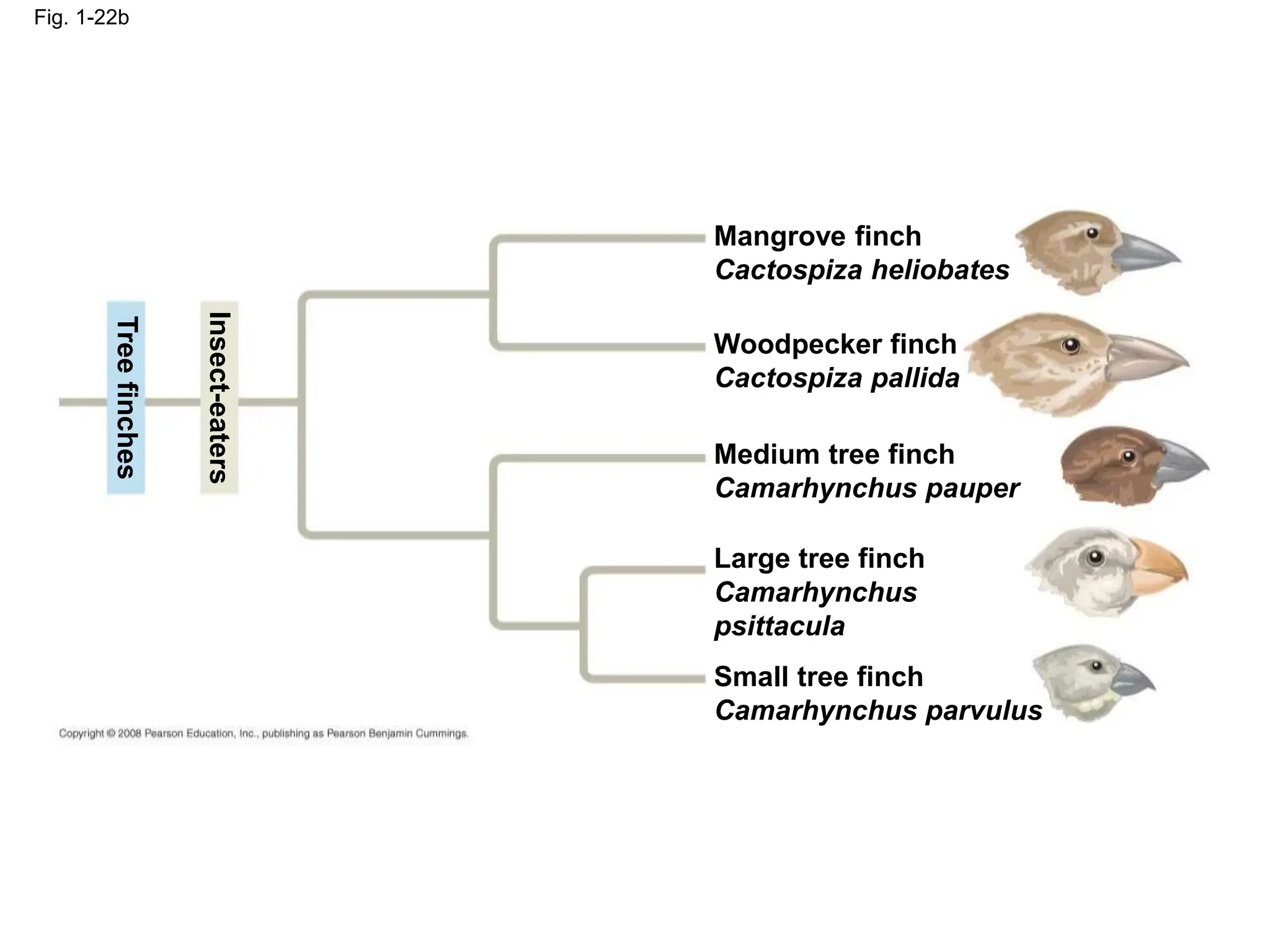 Fig. 1-22b
Insect-eaters
Tree
finches
Mangrove finch
Cactospiza heliobates
Woodpecker finch
Cactospiza pallida
Medium tree finch
Camarhynchus pauper
Large tree finch
Camarhynchus
psittacula
Small tree finch
Camarhynchus parvulus
 