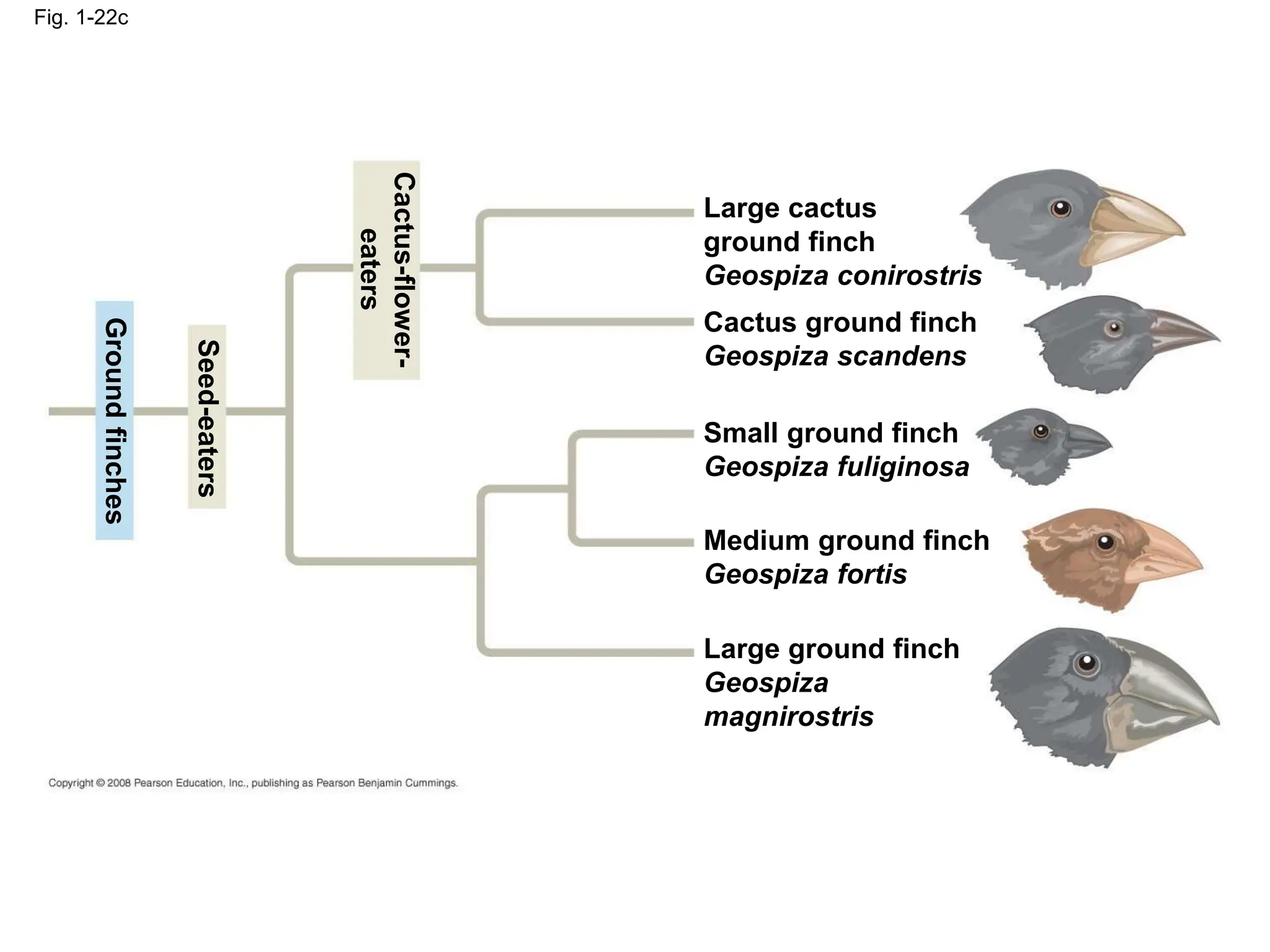 Fig. 1-22c
Large cactus
ground finch
Geospiza conirostris
Cactus ground finch
Geospiza scandens
Small ground finch
Geospiza fuliginosa
Medium ground finch
Geospiza fortis
Large ground finch
Geospiza
magnirostris
Ground
finches
Seed-eaters
Cactus-flower-
eaters
 