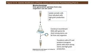 Isolate somatic cells
from tall plant with
high grain production
(P)
Construct recombinant
DNA with genes for
short strong stems can
be from any organism
Transform cells of P and
produce transgenic
plants with short strong
stems and high grain
production.
 