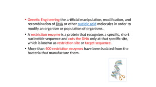• Genetic Engineering the artificial manipulation, modification, and
recombination of DNA or other nucleic acid molecules in order to
modify an organism or population of organisms.
• A restriction enzyme is a protein that recognizes a specific, short
nucleotide sequence and cuts the DNA only at that specific site,
which is known as restriction site or target sequence.
• More than 400 restriction enzymes have been isolated from the
bacteria that manufacture them.
 