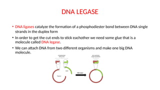 DNA LEGASE
• DNA ligases catalyze the formation of a phosphodiester bond between DNA single
strands in the duplex form
• In order to get the cut ends to stick eachother we need some glue that is a
molecule called DNA legase.
• We can attach DNA from two different organisms and make one big DNA
molecule.
 