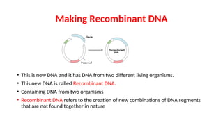 Making Recombinant DNA
• This is new DNA and it has DNA from two different living organisms.
• This new DNA is called Recombinant DNA.
• Containing DNA from two organisms
• Recombinant DNA refers to the creation of new combinations of DNA segments
that are not found together in nature
 