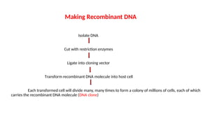 Making Recombinant DNA
Isolate DNA
Cut with restriction enzymes
Ligate into cloning vector
Transform recombinant DNA molecule into host cell
Each transformed cell will divide many, many times to form a colony of millions of cells, each of which
carries the recombinant DNA molecule (DNA clone)
 