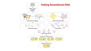 Making Recombinant DNA
 