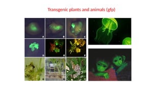 Transgenic plants and animals (gfp)
 