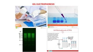 GEL ELECTROPHORESIS
 