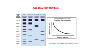 GEL ELECTROPHORESIS
the bigger the DNA is the slower it moves
 