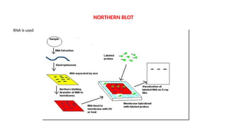 NORTHERN BLOT
RNA is used
 