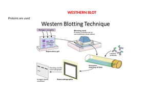 WESTHERN BLOT
Proteins are used
 