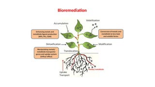 Bioremediation
 