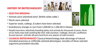 HISTORY OF BIOTECHNOLOGY
• SELECTIVE BREEDING
• Animals were selectively bred (British white cattle )
• Plants were selected.
• Superior seeds, cuttings, & tubers have been selected.
• Evolutionary changes in corn from 5,000 BC to 1,500 AD in Mexico
• People have been selectively breeding plants and animals for thousands of years. None
of our food crops look anything like their wild ancestors. Cabbage, broccoli, cauliflower,
brussel sprouts, and kale all were bred from one species of wild mustard.
• CLASSICAL BIOTECHNOLOGY Classical biotechnology took advantage of natural
microbial processes or artificially selected phenotypes. Genetics of these selected
organisms proceeded naturally.
 