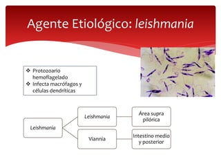 Agente Etiológico: leishmania
 Protozoario
hemoflagelado
 Infecta macrófagos y
células dendríticas
Leishmania
Leishmania
Área supra
pilórica
Viannia
Intestino medio
y posterior
 
