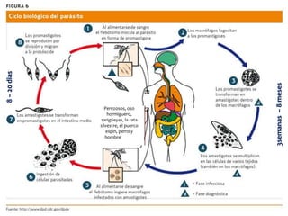 CICLO BIOLÓGICO
Perezosos, oso
hormiguero,
zarigüeyas, la rata
silvestre, el puerco
espín, perro y
hombre
3semanas–8meses
8–20dias
 