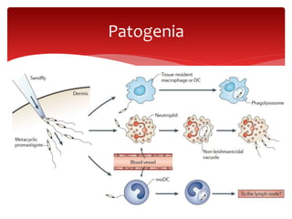 Patogenia
 