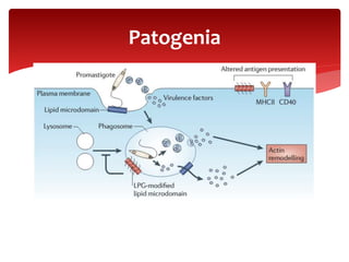 Patogenia
 