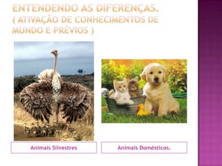 Animais Silvestres Animais Domésticos.
 