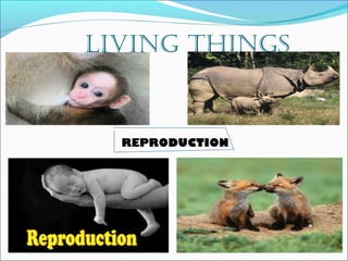LIVING THINGS 
REPRODUCTION 
 