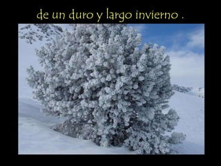 de un duro y largo invierno .
 