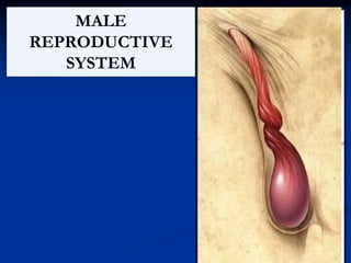 1
MALE
REPRODUCTIVE
SYSTEM
 