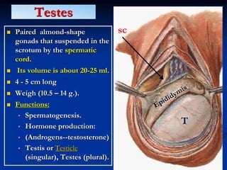 01 male pelvic organs (2) (2) PPT