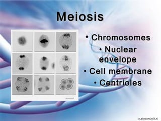 Meiosis
    • Chromosomes
        • Nuclear
        envelope
   • Cell membrane
      • Centrioles



              ALBIO9700/2006JK
 