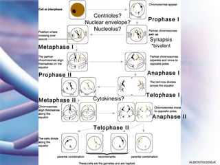 Centrioles?
                                   Prophase I
               Nuclear envelope?
                  Nucleolus?
                                    Synapsis
Metaphase I                         *bivalent




Prophase II                        Anaphase I



                                   Telophase I
Metaphase II      Cytokinesis?


                                     Anaphase II

                  Telophase II




                                                   ALBIO9700/2006JK
 