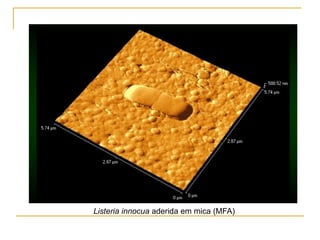 Listeria innocua aderida em mica (MFA)
 