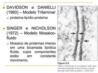  DAVIDSON e DANIELLI
(1960) – Modelo Trilaminar
 proteína-lipídio-proteína
 SINGER e NICHOLSON
(1972) – Modelo Mosaico-
fluido
 Mosaico de proteínas imerso
em uma bicamada lipídica
fluida, cujos componentes
estão em constante
movimento.
 