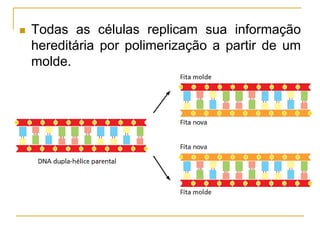  Todas as células replicam sua informação
hereditária por polimerização a partir de um
molde.
 