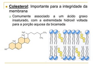  Colesterol: Importante para a integridade da
membrana
 Comumente associado a um ácido graxo
insaturado, com a extremidade hidroxil voltada
para a porção aquosa da bicamada
 