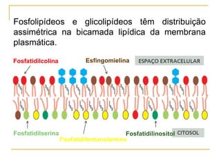 Fosfatidilcolina
Fosfatidilserina
Fosfatidilentanolamina
Fosfatidilinositol
Esfingomielina
Fosfolipídeos e glicolipídeos têm distribuição
assimétrica na bicamada lipídica da membrana
plasmática.
 